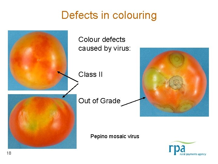 Defects in colouring Colour defects caused by virus: Class II Out of Grade Pepino