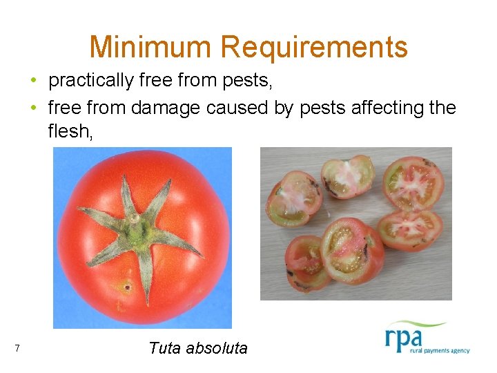 Minimum Requirements • practically free from pests, • free from damage caused by pests