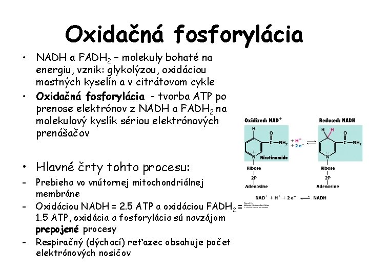 Oxidačná fosforylácia • NADH a FADH 2 – molekuly bohaté na energiu, vznik: glykolýzou,