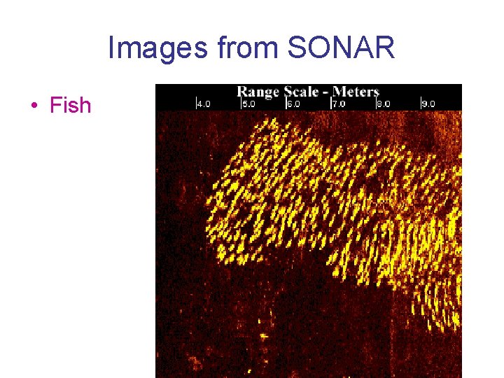 Images from SONAR • Fish Images from SONAR • Fish