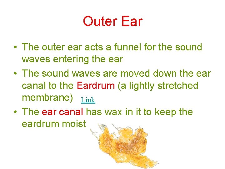 Outer Ear • The outer ear acts a funnel for the sound waves entering Outer Ear • The outer ear acts a funnel for the sound waves entering