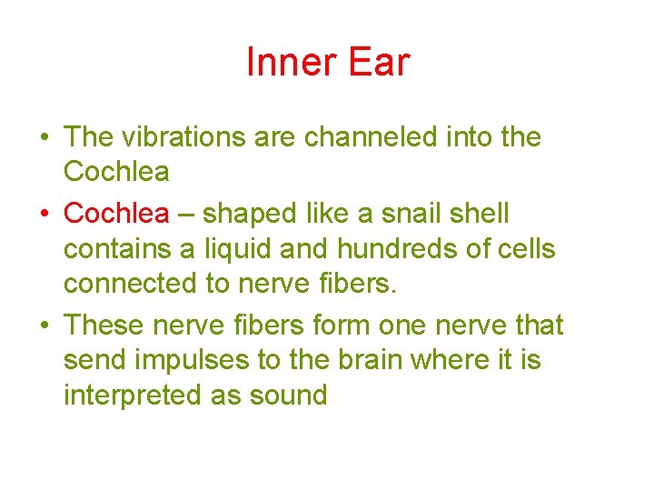 Inner Ear • The vibrations are channeled into the Cochlea • Cochlea – shaped Inner Ear • The vibrations are channeled into the Cochlea • Cochlea – shaped