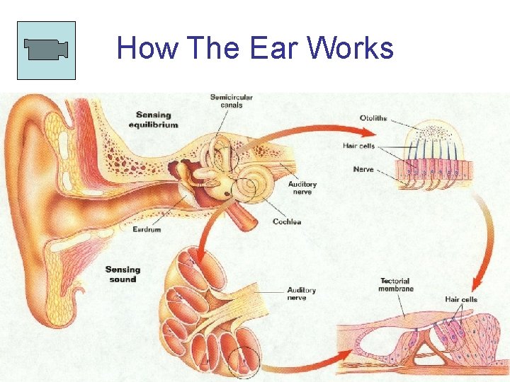 How The Ear Works How The Ear Works