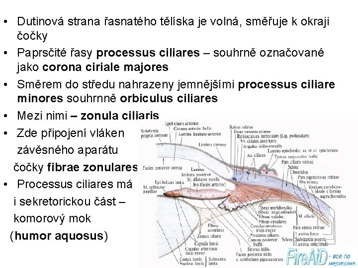  • Dutinová strana řasnatého tělíska je volná, směřuje k okraji čočky • Paprsčité