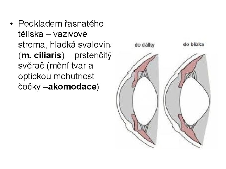  • Podkladem řasnatého tělíska – vazivové stroma, hladká svalovina (m. ciliaris) – prstenčitý