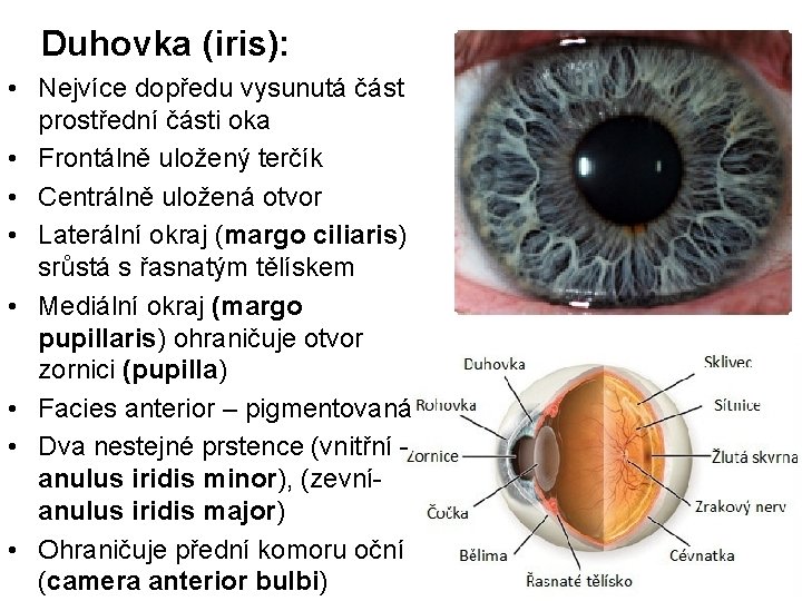 Duhovka (iris): • Nejvíce dopředu vysunutá část prostřední části oka • Frontálně uložený terčík