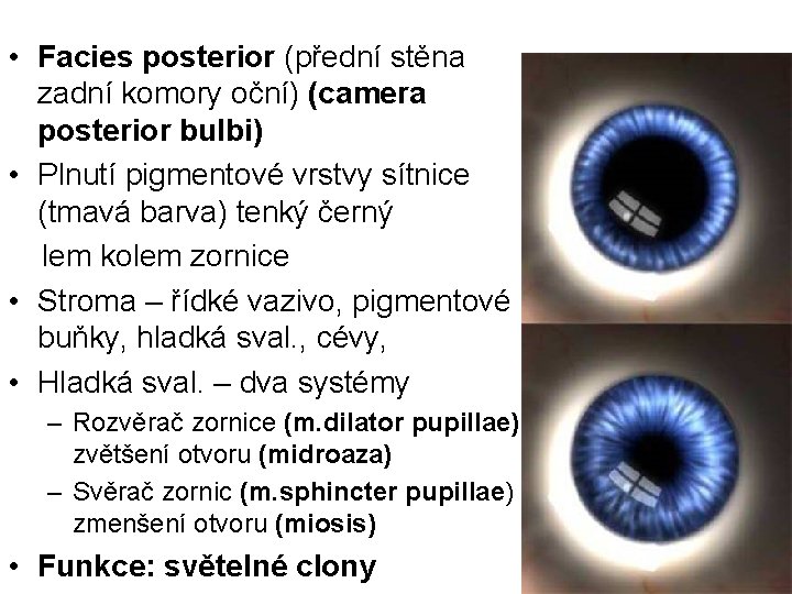  • Facies posterior (přední stěna zadní komory oční) (camera posterior bulbi) • Plnutí