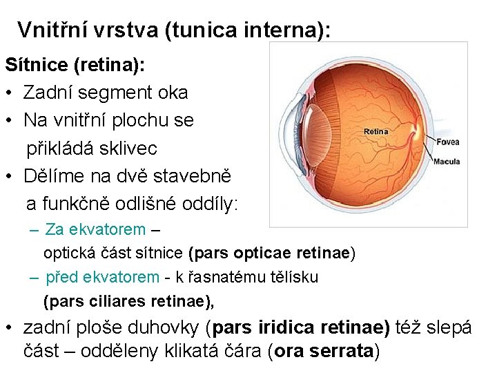 Vnitřní vrstva (tunica interna): Sítnice (retina): • Zadní segment oka • Na vnitřní plochu