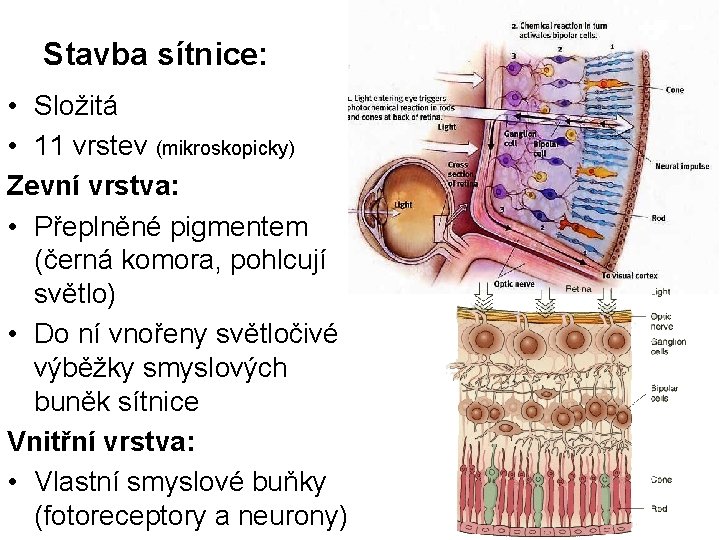 Stavba sítnice: • Složitá • 11 vrstev (mikroskopicky) Zevní vrstva: • Přeplněné pigmentem (černá