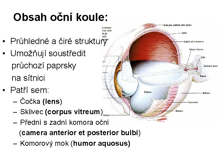 Obsah oční koule: • Průhledné a čiré struktury • Umožňují soustředit průchozí paprsky na