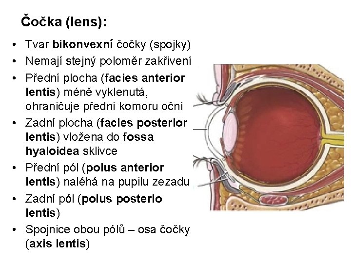 Čočka (lens): • Tvar bikonvexní čočky (spojky) • Nemají stejný poloměr zakřivení • Přední