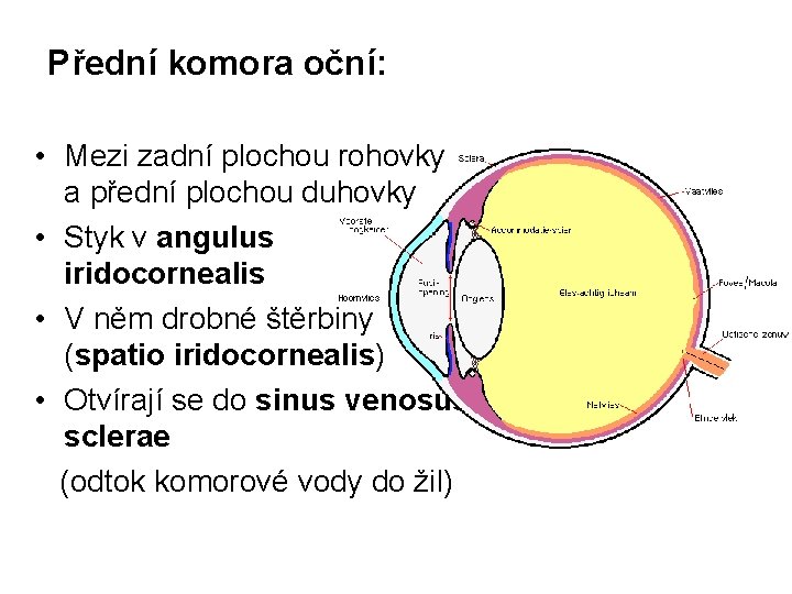 Přední komora oční: • Mezi zadní plochou rohovky a přední plochou duhovky • Styk