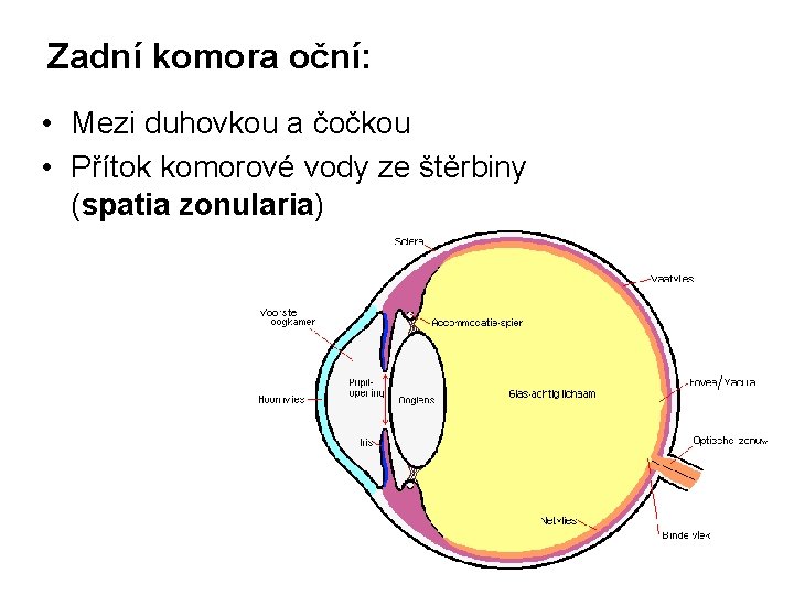 Zadní komora oční: • Mezi duhovkou a čočkou • Přítok komorové vody ze štěrbiny