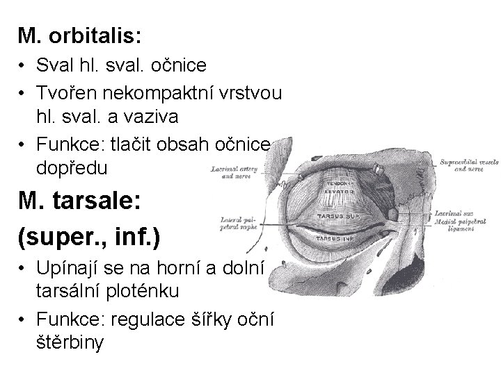 M. orbitalis: • Sval hl. sval. očnice • Tvořen nekompaktní vrstvou hl. sval. a