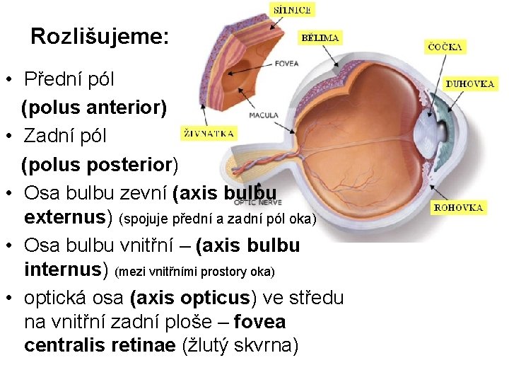 Rozlišujeme: • Přední pól (polus anterior) • Zadní pól (polus posterior) • Osa bulbu