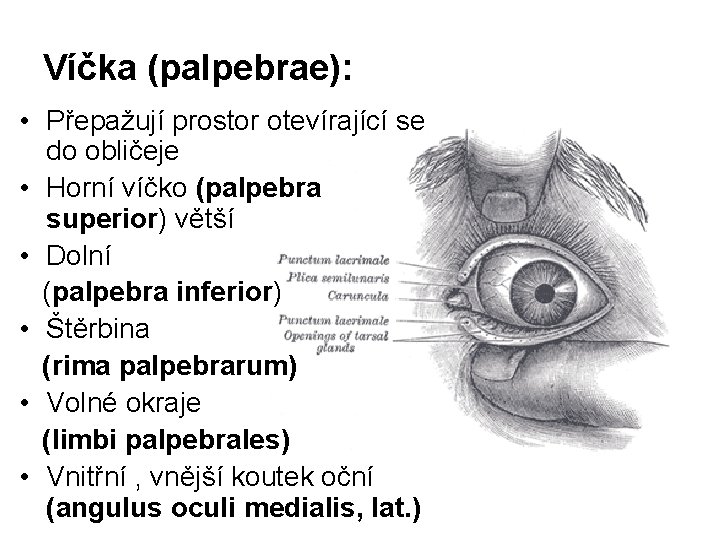 Víčka (palpebrae): • Přepažují prostor otevírající se do obličeje • Horní víčko (palpebra superior)