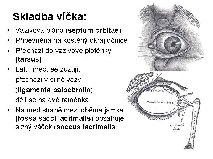 Skladba víčka: • Vazivová blána (septum orbitae) • Připevněna na kostěný okraj očnice •