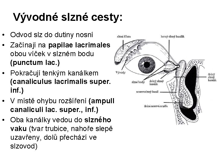 Vývodné slzné cesty: • Odvod slz do dutiny nosní • Začínají na papilae lacrimales