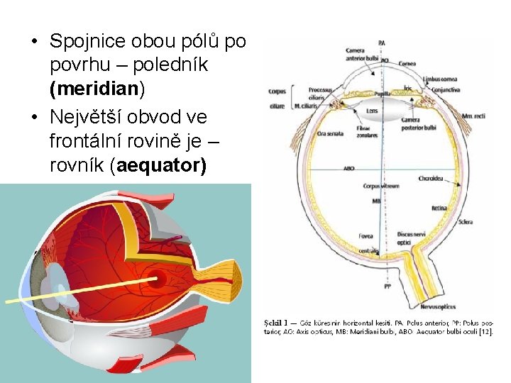  • Spojnice obou pólů po povrhu – poledník (meridian) • Největší obvod ve