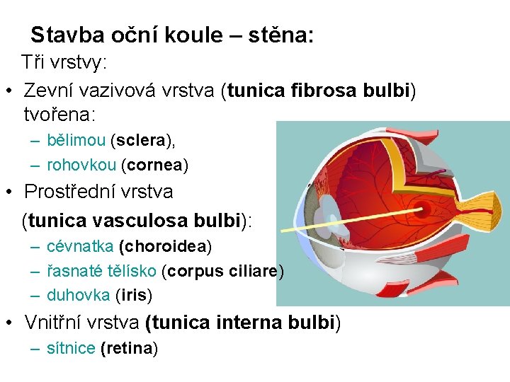 Stavba oční koule – stěna: Tři vrstvy: • Zevní vazivová vrstva (tunica fibrosa bulbi)