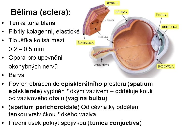 Bělima (sclera): • Tenká tuhá blána • Fibrily kolagenní, elastické • Tloušťka kolísá mezi