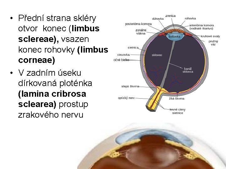  • Přední strana skléry otvor konec (limbus sclereae), vsazen konec rohovky (limbus corneae)