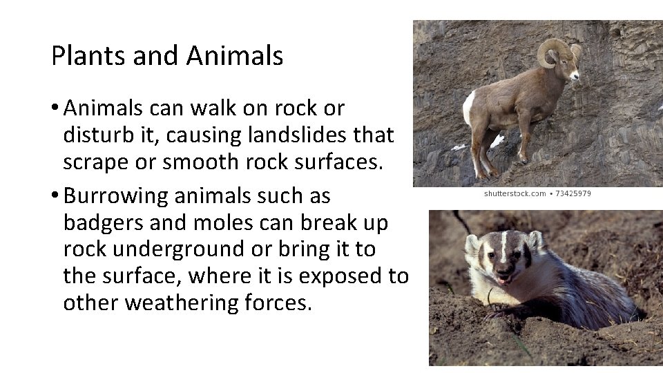 Plants and Animals • Animals can walk on rock or disturb it, causing landslides