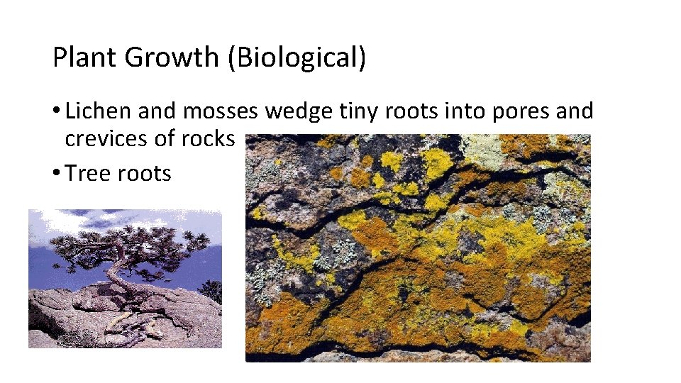 Plant Growth (Biological) • Lichen and mosses wedge tiny roots into pores and crevices