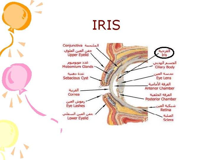 IRIS IRIS