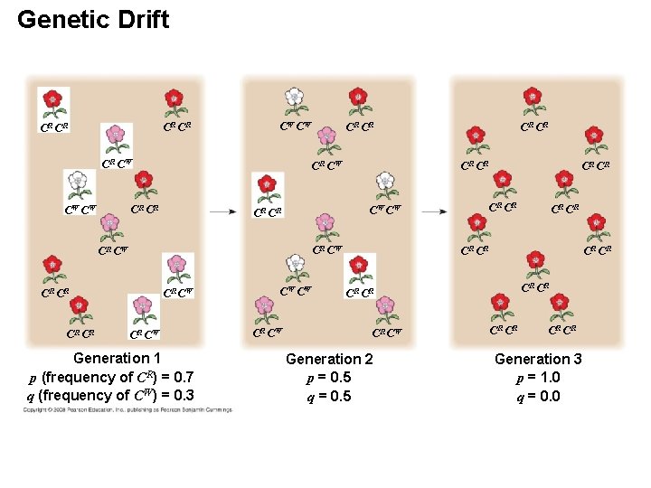 Genetic Drift CR CR CW CW CR CR CW CW CR CR CR CW