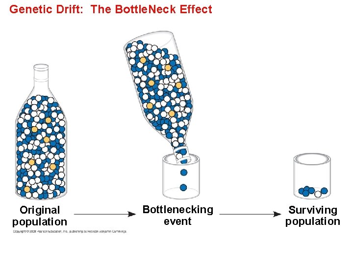 Genetic Drift: The Bottle. Neck Effect Original population Bottlenecking event Surviving population 