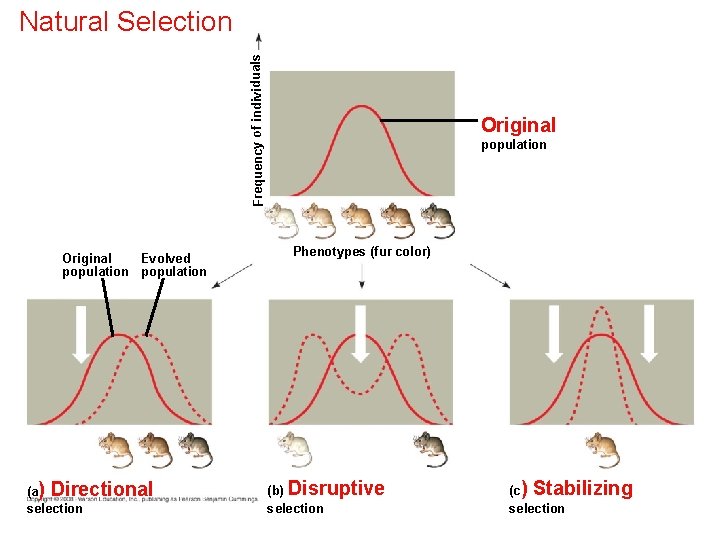 Frequency of individuals Natural Selection Original Evolved population (a) Directional selection Original population Phenotypes