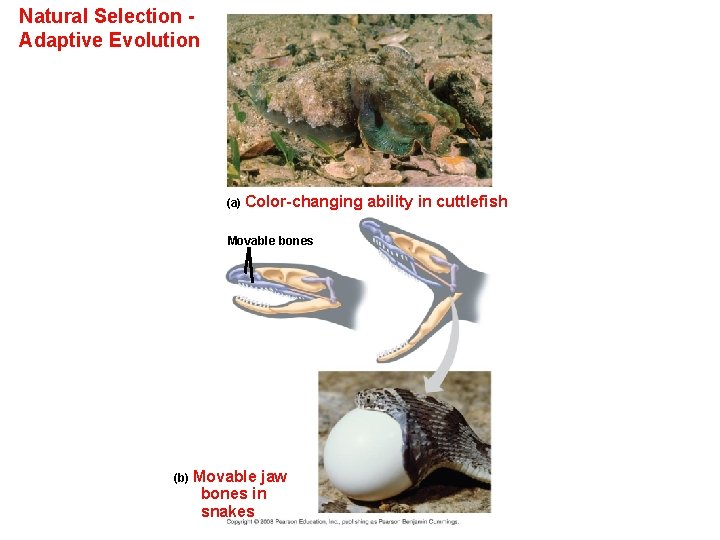 Natural Selection Adaptive Evolution (a) Color-changing Movable bones (b) Movable jaw bones in snakes