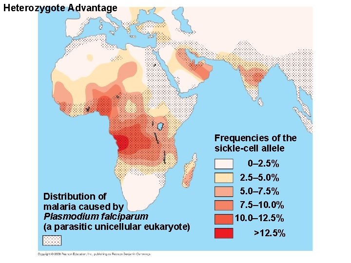 Heterozygote Advantage Frequencies of the sickle-cell allele 0– 2. 5% Distribution of malaria caused