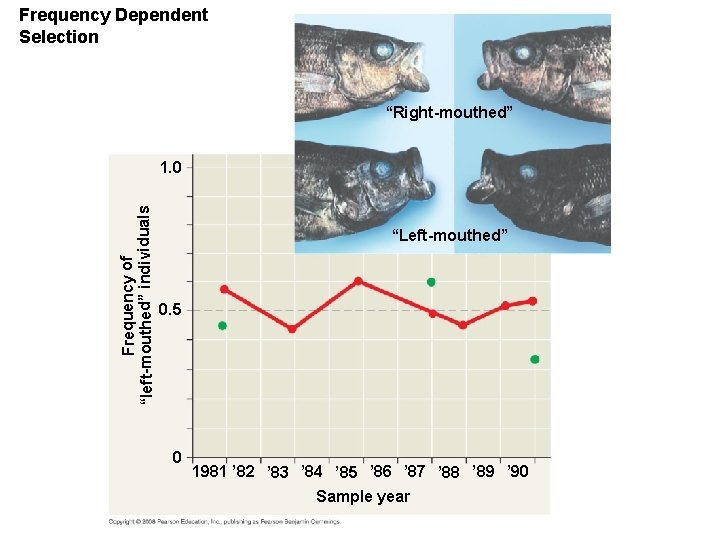 Frequency Dependent Selection “Right-mouthed” Frequency of “left-mouthed” individuals 1. 0 “Left-mouthed” 0. 5 0