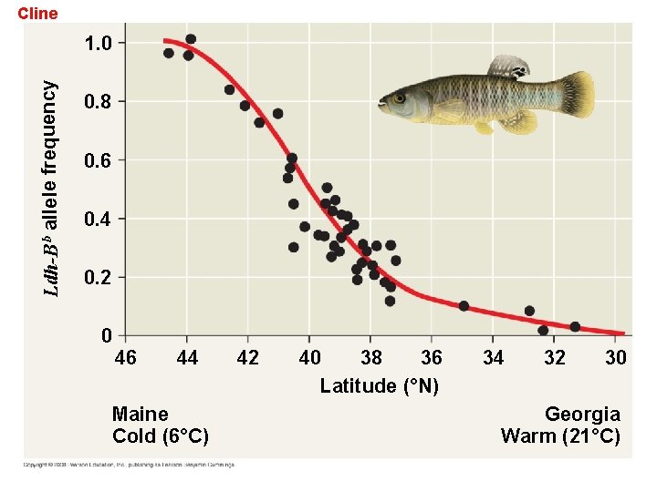 Cline Ldh-B b allele frequency 1. 0 0. 8 0. 6 0. 4 0.