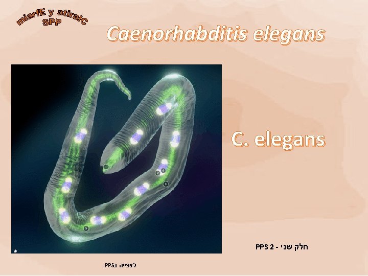 Caenorhabditis elegans C. elegans PPS 2 - חלק שני PPS לצפייה ב 