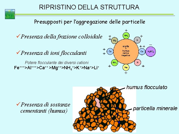 RIPRISTINO DELLA STRUTTURA Presupposti per l’aggregazione delle particelle üPresenza della frazione colloidale üPresenza di