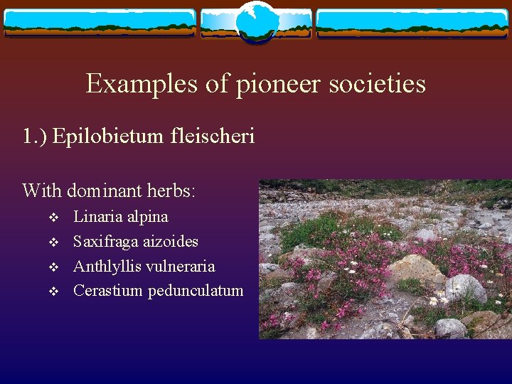 Examples of pioneer societies 1. ) Epilobietum fleischeri With dominant herbs: v v Linaria