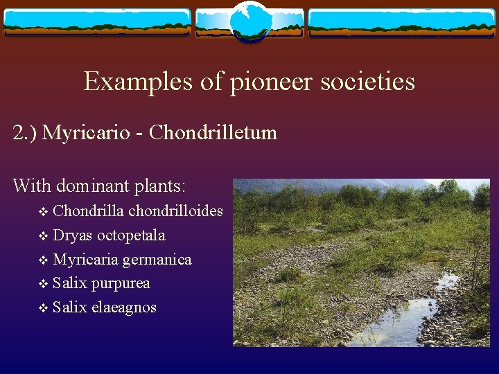 Examples of pioneer societies 2. ) Myricario - Chondrilletum With dominant plants: Chondrilla chondrilloides