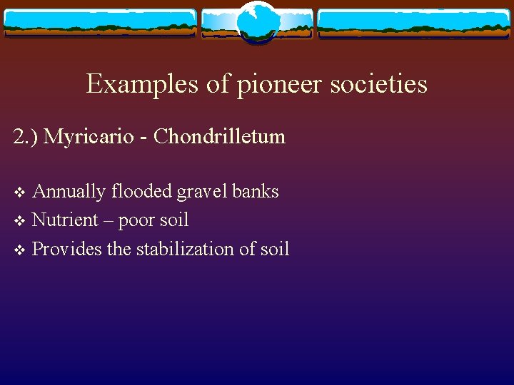 Examples of pioneer societies 2. ) Myricario - Chondrilletum Annually flooded gravel banks v