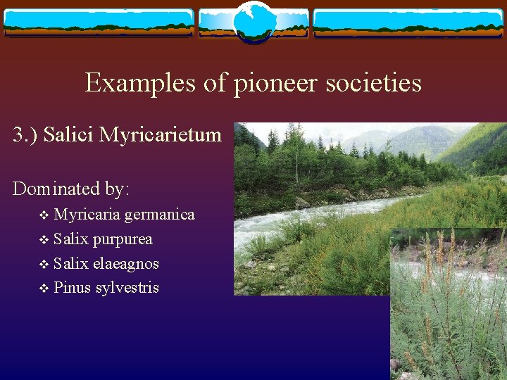 Examples of pioneer societies 3. ) Salici Myricarietum Dominated by: Myricaria germanica v Salix