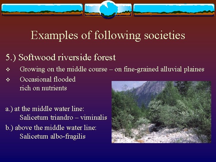 Examples of following societies 5. ) Softwood riverside forest v v Growing on the