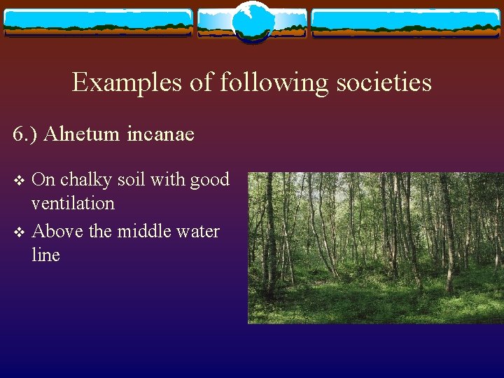 Examples of following societies 6. ) Alnetum incanae On chalky soil with good ventilation
