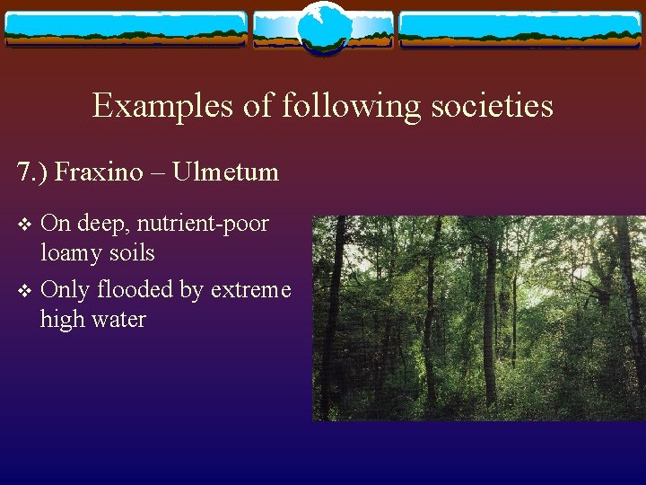 Examples of following societies 7. ) Fraxino – Ulmetum On deep, nutrient-poor loamy soils