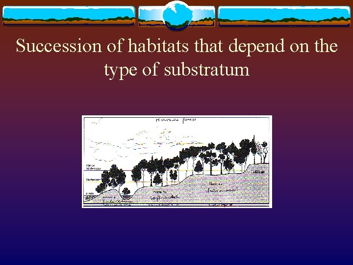 Succession of habitats that depend on the type of substratum 