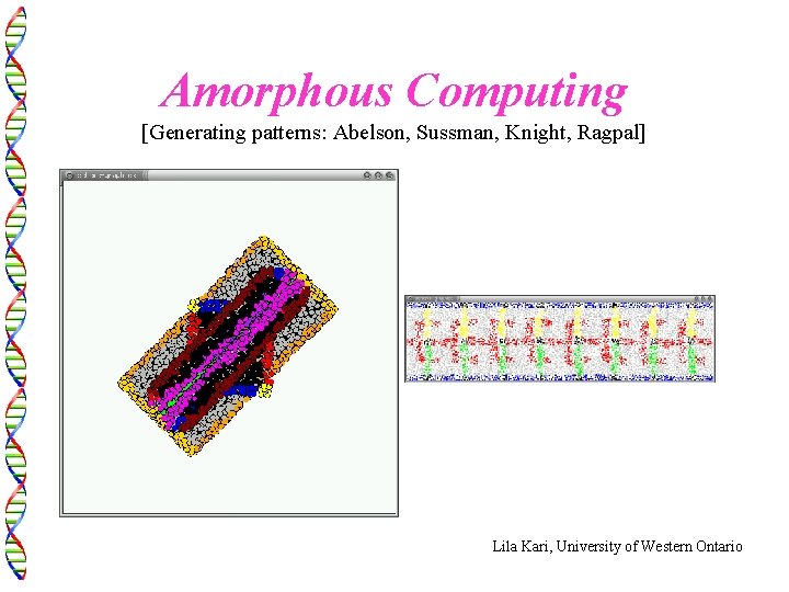 Amorphous Computing [Generating patterns: Abelson, Sussman, Knight, Ragpal] Lila Kari, University of Western Ontario