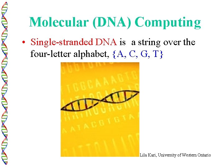 Molecular (DNA) Computing • Single-stranded DNA is a string over the four-letter alphabet, {A,