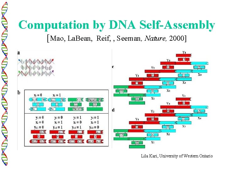 Computation by DNA Self-Assembly [Mao, La. Bean, Reif, , Seeman, Nature, 2000] Lila Kari,