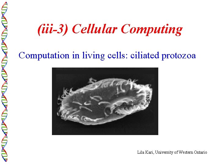 (iii-3) Cellular Computing Computation in living cells: ciliated protozoa Lila Kari, University of Western